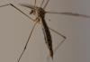 Tipula lateralis